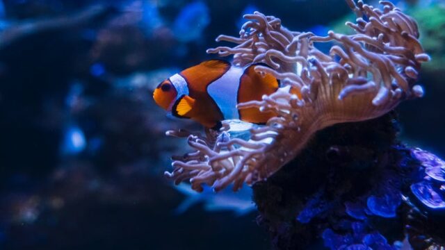 a clownfish on a coral